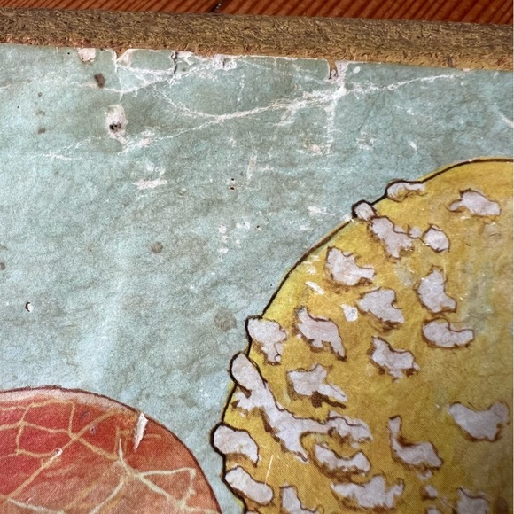 Vintage Cottagecore Mushroom Botany Litho Art Print 1971 USA made - Picture 5 of 12